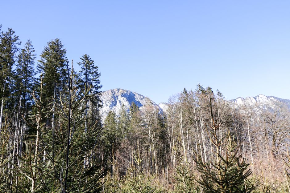 Mountain Beautiful View Of Mountain Landscape And Forest In Angerberg, Tirol. HD Wallpaper #3864