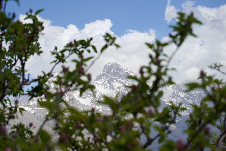Mountain Beautiful View Of Aladağlar Mountain Framed By Flowering Branches Under A Clear Blue Sky In Niğde, Türkiye. HD Wallpaper #3865