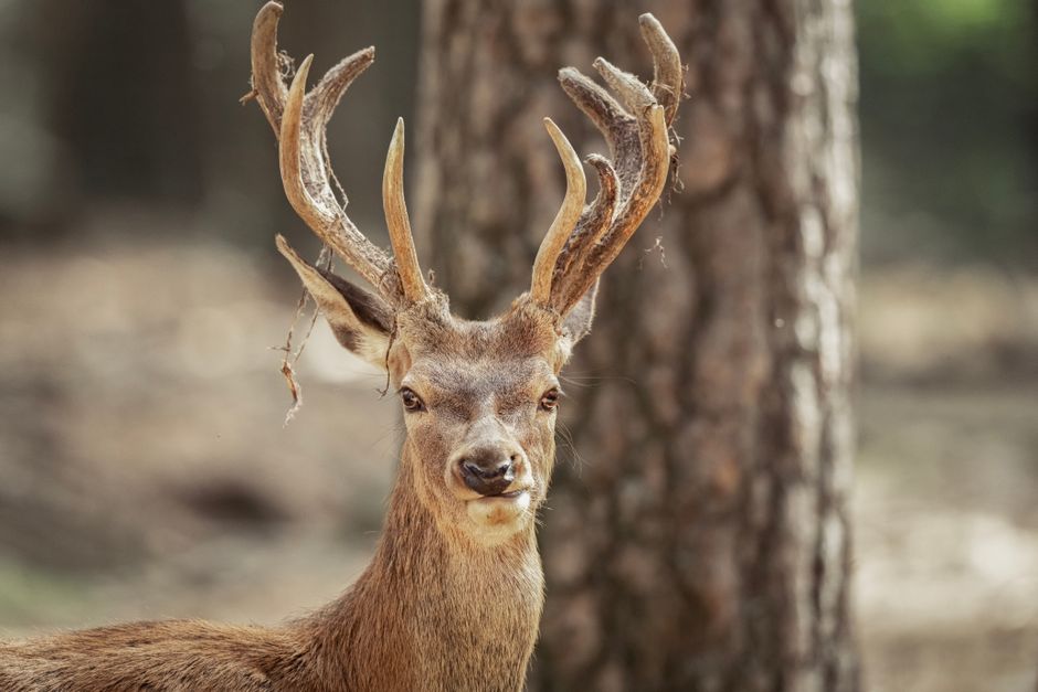 Nature Close Up Of A Red Deer With Antlers In A Natural Woodland Setting. HD Wallpaper #3829